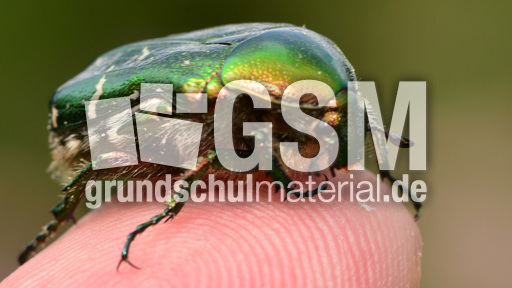 Goldglänzender Rosenkäfer (12).jpg